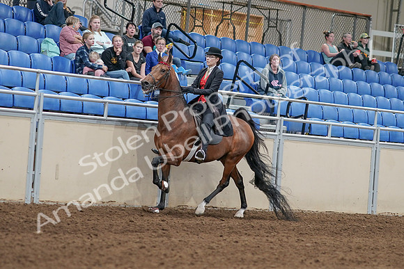 2020 - AB Morgan Horse - Sat, Sept 05 - 06714