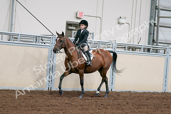 2020 - AB Morgan Horse - Fri, Sept 04 - 02037