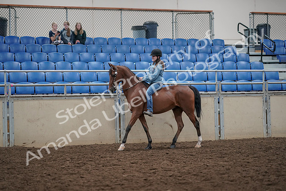 2019 Morgan Horse Show - Aug 30, 2019 - 31102
