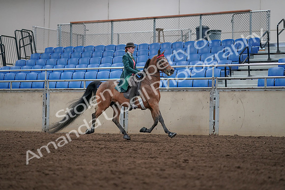 2019 Morgan Horse Show - Sept 01, 2019 - 13348