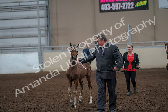 2019 Morgan Horse Show - Aug 31, 2019 - 00392