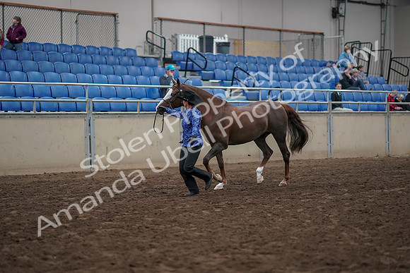 2019 Morgan Horse Show - Aug 31, 2019 - 02909