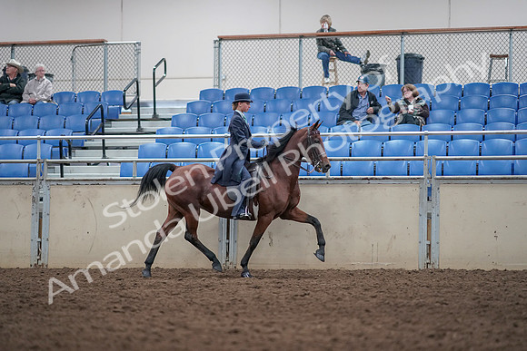 2019 Morgan Horse Show - Aug 31, 2019 - 08877