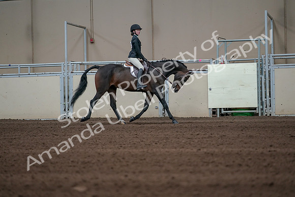 2019 Morgan Horse Show - Sept 01, 2019 - 03857