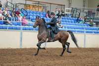 2020 - AB Morgan Horse - Sat, Sept 05 - 07905