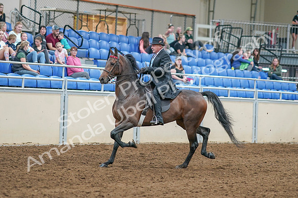 2020 - AB Morgan Horse - Sat, Sept 05 - 07905