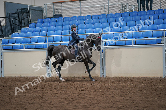 2020 - AB Morgan Horse - Fri, Sept 04 - 03132