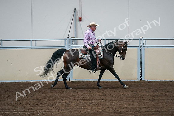 2020 - AB Morgan Horse - Fri, Sept 04 - 00560