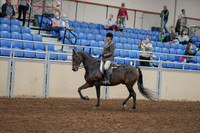2020 - AB Morgan Horse - Fri, Sept 04 - 10357