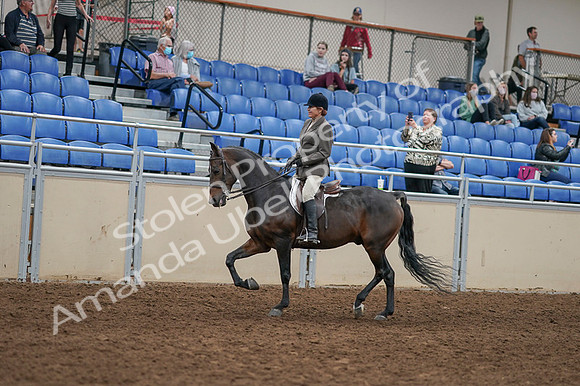 2020 - AB Morgan Horse - Fri, Sept 04 - 10357