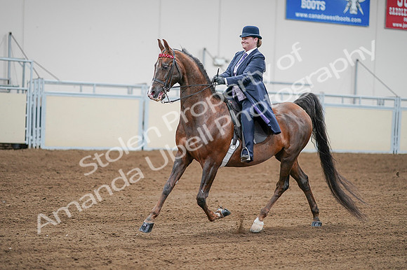 2020 - AB Morgan Horse - Fri, Sept 04 - 08214