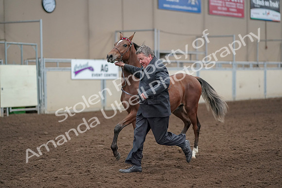 2019 Morgan Horse Show - Aug 31, 2019 - 00259