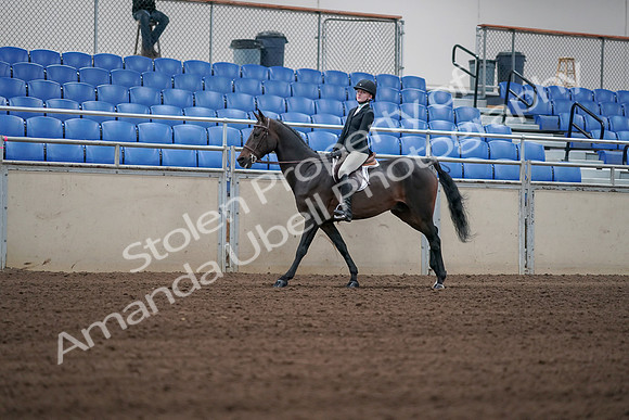 2019 Morgan Horse Show - Sept 01, 2019 - 03749