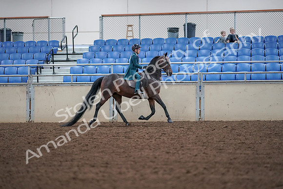 2019 Morgan Horse Show - Aug 30, 2019 - 18070