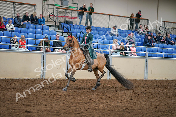 2020 - AB Morgan Horse - Sat, Sept 05 - 13759