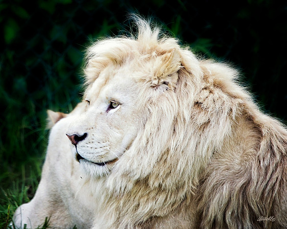 Big Cats - 023