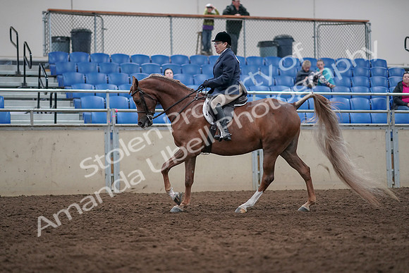 2019 Morgan Horse Show - Sept 01, 2019 - 08740