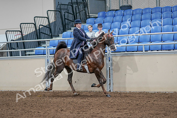 2020 - AB Morgan Horse - Fri, Sept 04 - 08078