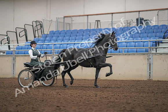 2019 Morgan Horse Show - Aug 31, 2019 - 04710