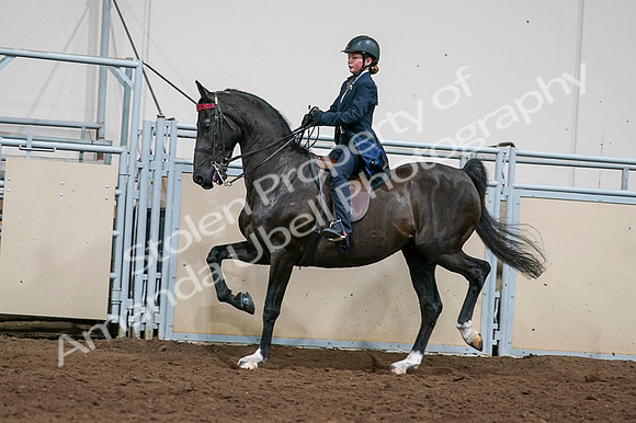 2020 - AB Morgan Horse - Fri, Sept 04 - 03241