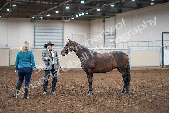 2020 - AB Morgan Horse - Sat, Sept 05 - 00222