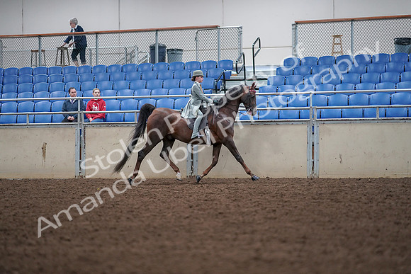2019 Morgan Horse Show - Aug 30, 2019 - 18115