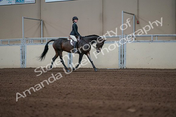 2019 Morgan Horse Show - Sept 01, 2019 - 03847