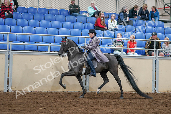 2020 - AB Morgan Horse - Sat, Sept 05 - 13609