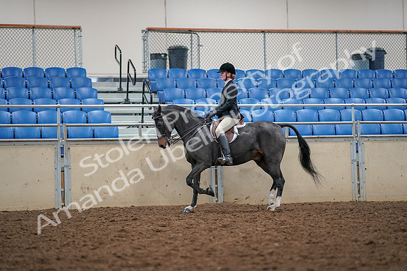2019 Morgan Horse Show - Aug 30, 2019 - 23285