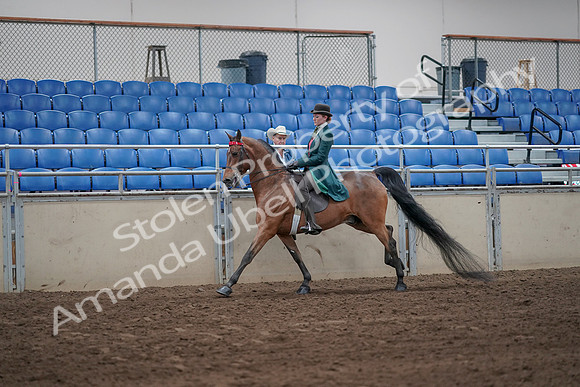 2019 Morgan Horse Show - Sept 01, 2019 - 13267