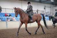2019 Morgan Horse Show - Aug 31, 2019 - 14645
