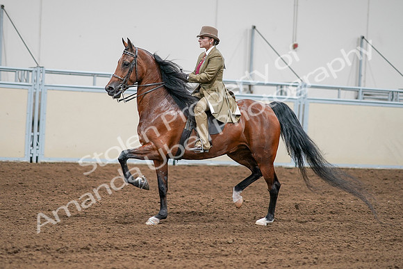 2020 - AB Morgan Horse - Sat, Sept 05 - 07998