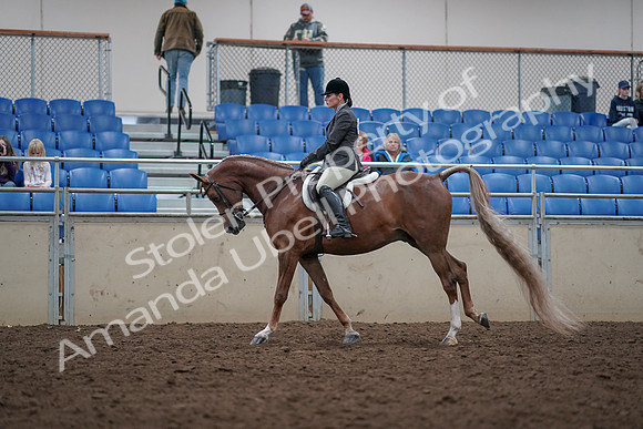 2019 Morgan Horse Show - Aug 31, 2019 - 16006
