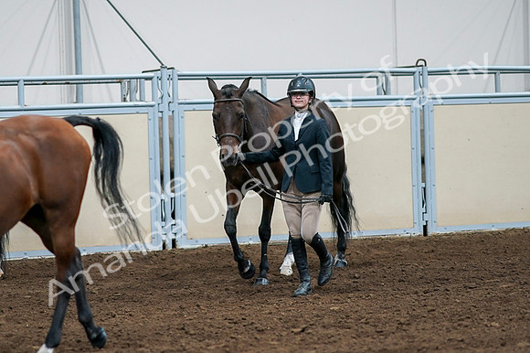 2020 - AB Morgan Horse - Fri, Sept 04 - 00865