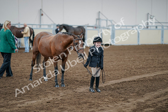 2020 - AB Morgan Horse - Fri, Sept 04 - 00842