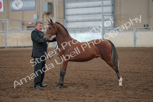 2019 Morgan Horse Show - Aug 30, 2019 - 25602