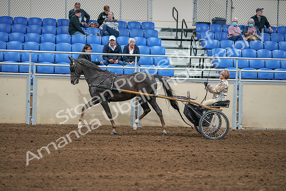 2020 - AB Morgan Horse - Sat, Sept 05 - 05854