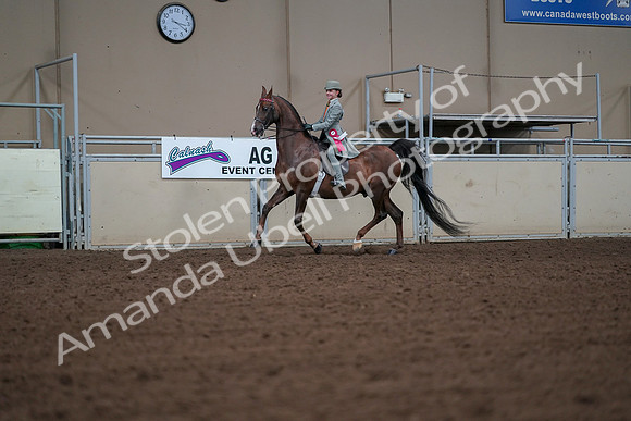 2019 Morgan Horse Show - Aug 30, 2019 - 18215