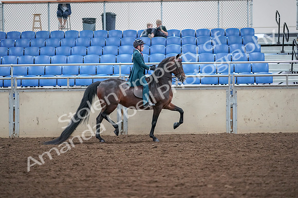 2019 Morgan Horse Show - Aug 30, 2019 - 18182