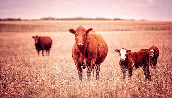 Farm Animals - 007