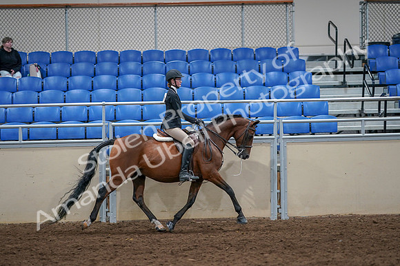 2020 - AB Morgan Horse - Fri, Sept 04 - 06139