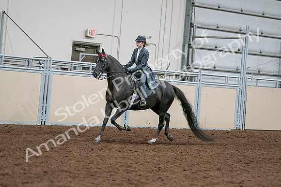 2020 - AB Morgan Horse - Sat, Sept 05 - 13628