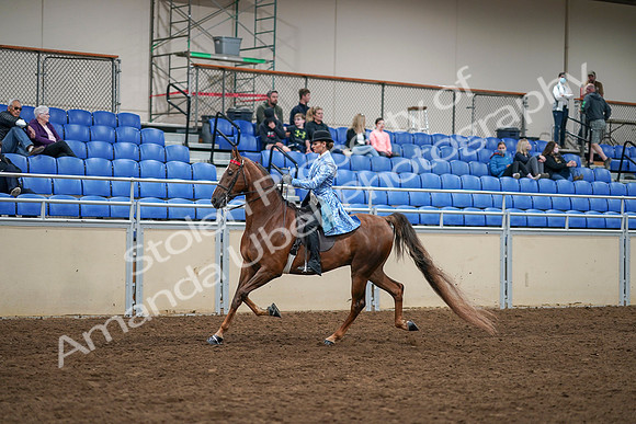 2020 - AB Morgan Horse - Sat, Sept 05 - 03310