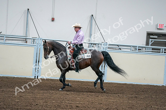 2020 - AB Morgan Horse - Fri, Sept 04 - 00542