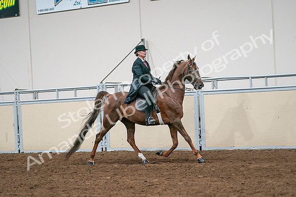 2020 - AB Morgan Horse - Fri, Sept 04 - 08097