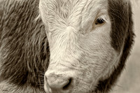 Domestic Animals - 014