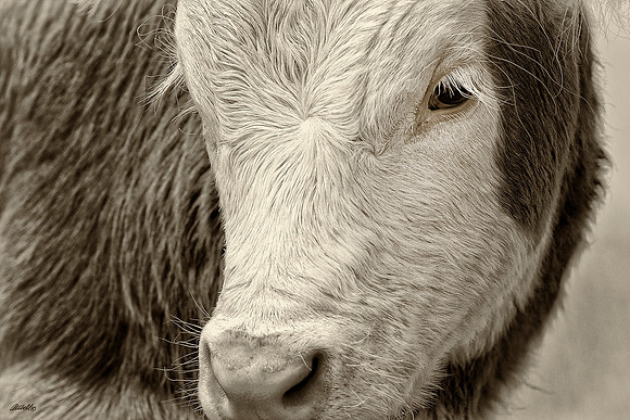 Domestic Animals - 014