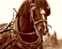 Horse Pull - 001