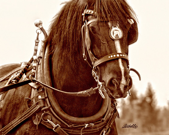 Horse Pull - 001