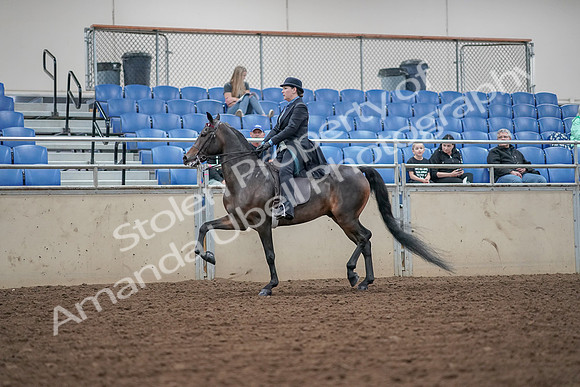 2019 Morgan Horse Show - Aug 30, 2019 - 15540
